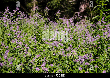 Rosa alpinen Wildblumen, fotografiert in Österreich, Tirol Stockfoto