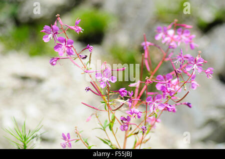 Rosa alpinen Wildblumen, fotografiert in Österreich, Tirol Stockfoto