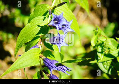 Lila, alpinen Wildblumen, fotografiert in Österreich, Tirol Stockfoto