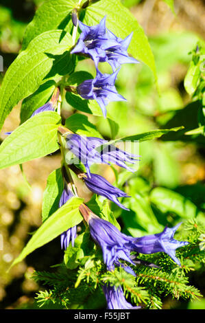 Lila, alpinen Wildblumen, fotografiert in Österreich, Tirol Stockfoto