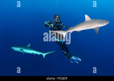 Junge Frau Taucher hängt im Wasser neben den zwei graue Riffhaie (Carcharhinus Amblyrhynchos), Indischer Ozean, Malediven Stockfoto