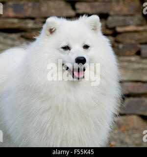 japanischer spitz Stockfoto