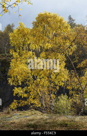 Verlassene Schieferbergwerk Vegetation und Bäume übernommen Stockfoto