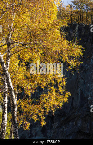 Verlassene Schieferbergwerk Vegetation und Bäume übernommen Stockfoto