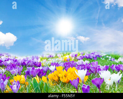 Bunte Krokusse in der Sonne Stockfoto