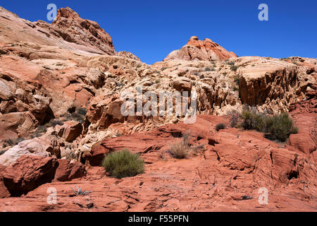 Farbigen Sandstein-Formationen im Rainbow Vista Valley of Fire State Park, Nevada, USA Stockfoto