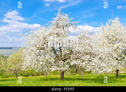 Blühende Bäume im Frühling Stockfoto