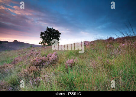 Blühende Heide auf Hügel bei Sonnenaufgang, Gelderland, Niederlande Stockfoto