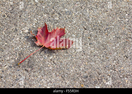 Straßenbelag mit roten Blatt Stockfoto