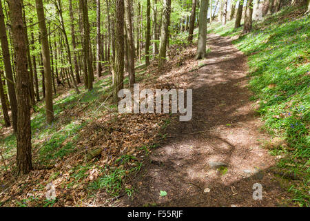 Hang Weg durch die Wälder in der Derbyshire Dales. Callow Holz, Derbyshire Peak District National Park, England, Großbritannien Stockfoto