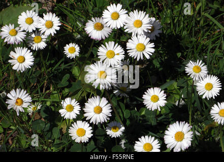 29.04.2015, Berlin, Berlin, Deutschland - Gänseblümchen. 00S150429D800CAROEX. JPG - nicht für den Verkauf in G E R M A N Y, A U S T R I A S W I T Z E R L A N D [MODEL-RELEASE: nicht anwendbar, PROPERTY-RELEASE: nicht anwendbar (c) Caro Fotoagentur / Sorge, http://www.caro-images.pl, info@carofoto.pl - bei der Verwendung von des Bilds nicht-journalistischen Zwecken kontaktieren Sie bitte die Agentur - das Bild unterliegt GEMA!] Stockfoto