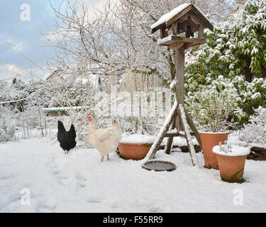Haustier Hühner im tief verschneiten Garten im Winter - Schottland, UK Stockfoto