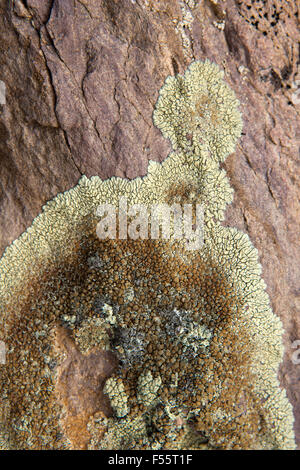 Indien, Himachal Pradesh, Spiti, Chandra Taal, crustose Flechten wachsen auf Felsen am See Stockfoto