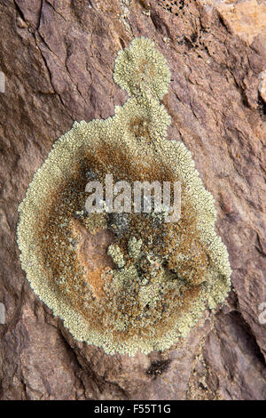 Indien, Himachal Pradesh, Spiti, Chandra Taal, crustose Flechten wachsen auf Felsen am See Stockfoto