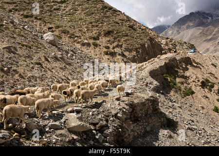 Indien, Himachal Pradesh, Spiti, Chandra Taal, Herde von Schafen und Ziegen blockieren Kunzum La Passstrasse Stockfoto