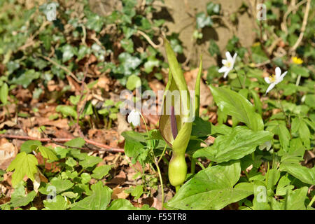 Arum Maculatum oder wilde Arum Blume in Hallerbos, Belgien und wilde Anemonen auf Hintergrund Stockfoto