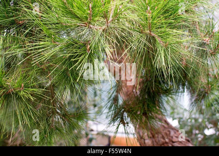 Aleppo-Kiefern-Closeup Pinus Halepensis mit Textfreiraum. Stockfoto