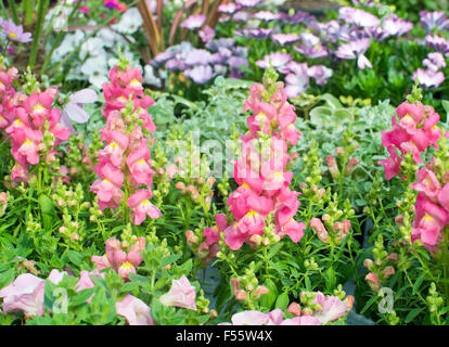 Löwenmaul Rosa und gelbe Blumen, Antirrhinum Majus, Nahaufnahme im Mai. Stockfoto