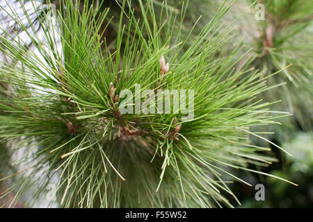 Aleppo-Kiefern-Closeup Pinus Halepensis mit Textfreiraum. Stockfoto