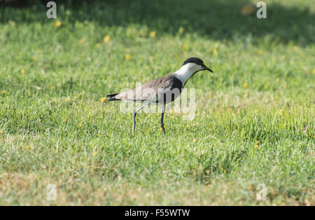 Sporn-winged Plover Kiebitz Vanellus Spinosus stand im Rasen Stockfoto