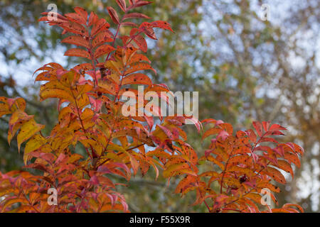Roten Herbstlaub von hardy sommergrünen Eberesche, Sorbus sargentiana Stockfoto