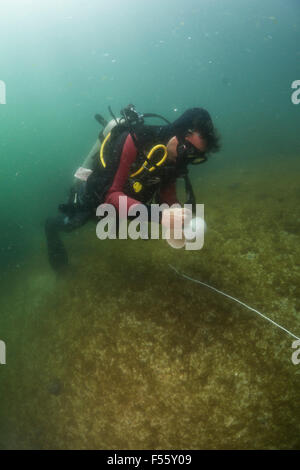 wissenschaftliche Taucher mit stationären visuelle Volkszählung Methode um Fisch Fülle zu messen. Alcatrazes Insel Brasilien. Stockfoto