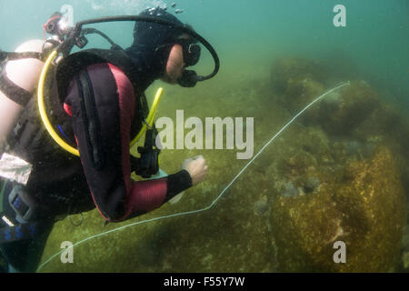 wissenschaftliche Taucher mit stationären visuelle Volkszählung Methode um Fisch Fülle zu messen. Alcatrazes Insel Brasilien. Stockfoto