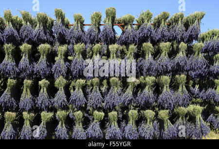Lavendelernte in Drome Provençale: Trocknen der Blumensträuße. Ferrassieres, Drome, Frankreich Stockfoto