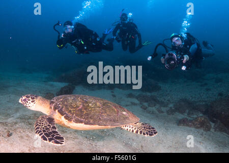 Taucher, die die Fotos am Ende Dreharbeiten eine Meeresschildkröte Hawcks Rechnung. Ilhabela, Brasilien Stockfoto