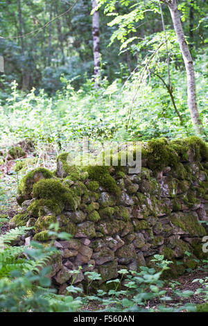 Moos bedeckt Trockenmauer im Wald. Stockfoto