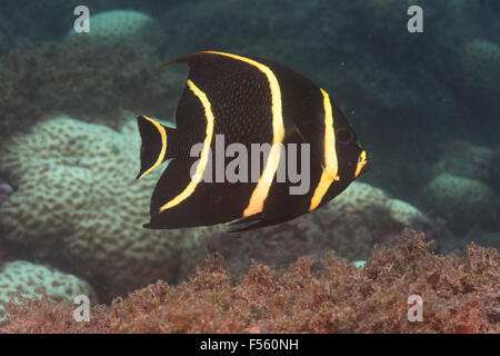 Juvenile französischer Kaiserfisch, Pomacanthus Paru, Unterwasser Alcatrazes Island, Brasilien Stockfoto