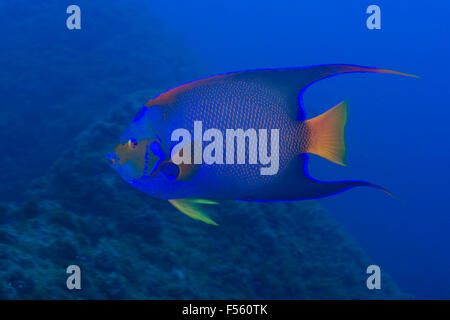 Königin-Kaiserfisch (Holacanthus Ciliaris) ist ein Kaiserfisch.  Alcatrazes Insel, Brasilien Stockfoto