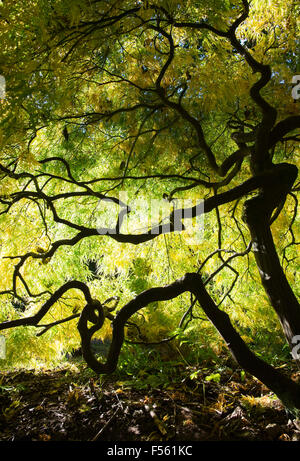 Acer Palmatum Dissectum. Japanische Ahorn im Herbst Stockfoto