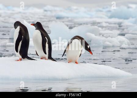 Drei Gentoo Penguins Stockfoto