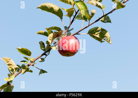 McIntosh Apfel auf einem Baum wachsen. Stockfoto