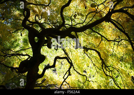 Acer Palmatum Dissectum. Japanische Ahorn im Herbst Stockfoto