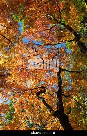 Acer Palmatum Osakazuki. Japanische Ahorn im Herbst Stockfoto