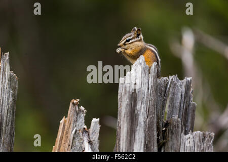 Ein Eichhörnchen Essen hoch oben auf einem Protokoll, Grand-Teton-Nationalpark, Wyoming Stockfoto