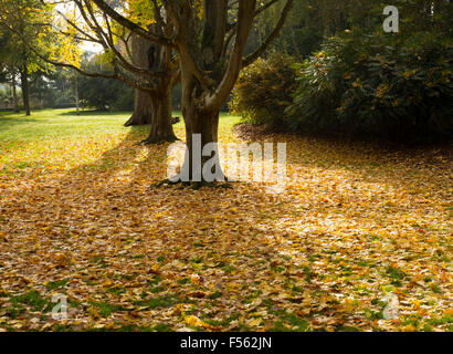 Schöner Teppich des Herbstes / Herbstlaub unter Bäumen an einem sonnigen Tag Stockfoto