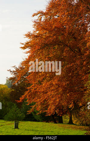 Atemberaubende Herbst / Herbst Blätter eines großen Baumes mit einem grünen Rasen Vordergrund Stockfoto