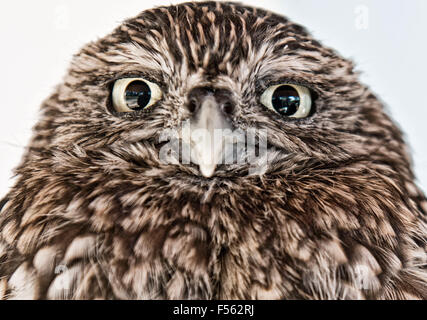 Europaeischer Steinkauz, Athene Noctua, Steinkauz Stockfoto