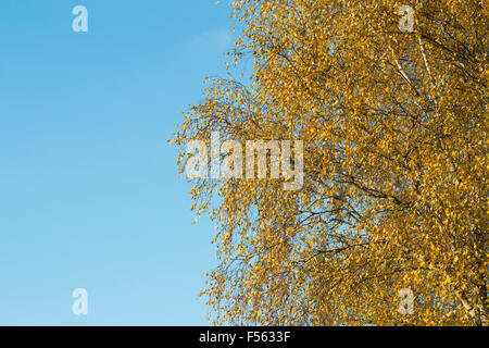 Betula Pendel Tristis. Weinende Birke im Herbst Stockfoto