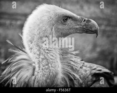 Gaensegeier, abgeschottet Fulvus, Buitre Leonado, Gänsegeier, Gänsegeier, eurasische Griffon Stockfoto