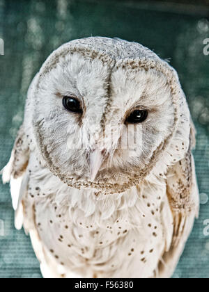 Schleiereule, Tyto Alba, Schleiereule, Käuzchen, Tytonidae Stockfoto