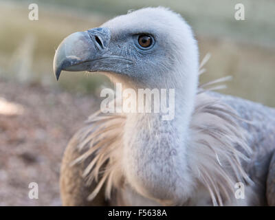 Gaensegeier, abgeschottet Fulvus, Buitre Leonado, Gänsegeier, Gänsegeier, eurasische Griffon Stockfoto