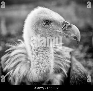 Gaensegeier, abgeschottet Fulvus, Buitre Leonado, Gänsegeier, Gänsegeier, eurasische Griffon Stockfoto