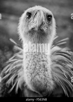 Gaensegeier, abgeschottet Fulvus, Buitre Leonado, Gänsegeier, Gänsegeier, eurasische Griffon Stockfoto