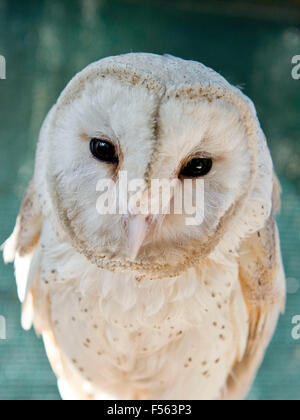 Schleiereule, Tyto Alba, Schleiereule, Käuzchen, Tytonidae Stockfoto