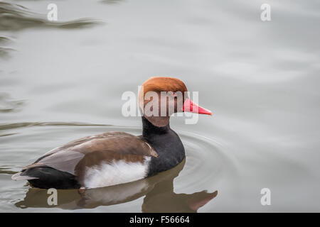 Slimbridge Wildfowl - Mandarin Ente Stockfoto