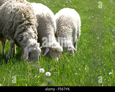 Eine Nahaufnahme von einer Schafherde grasen auf einer Wiese. Stockfoto